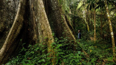 Kingfisher’s role as a founding partner will be to support the implementation of Integrated Community Forest Management approaches. Image credit Rainforest Alliance